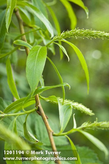Crack Willow foliage & female catkins