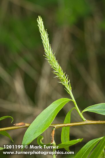 Crack Willow foliage & female catkin