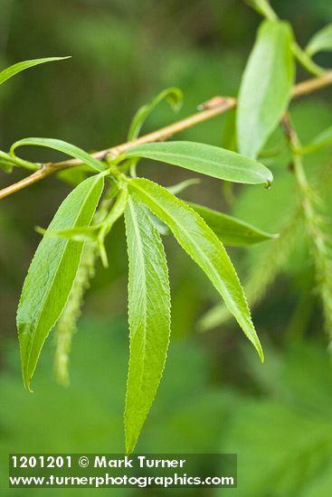 Crack Willow foliage