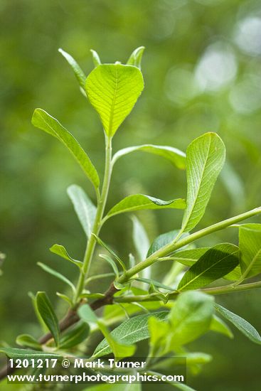 Sitka Willow foliage, underside