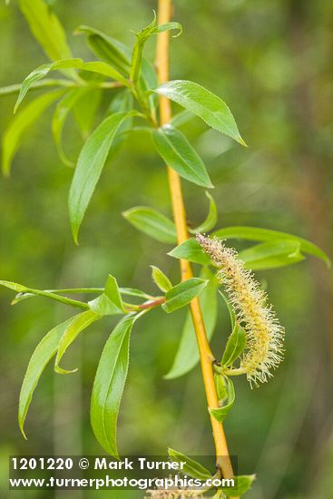 Crack Willow foliage & male catkin