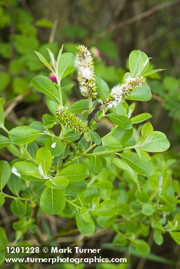Sitka Willow foliage & female catkins
