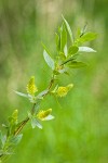 Pacific Willow foliage & male catkins