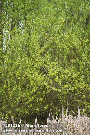 Pacific Willow (male)