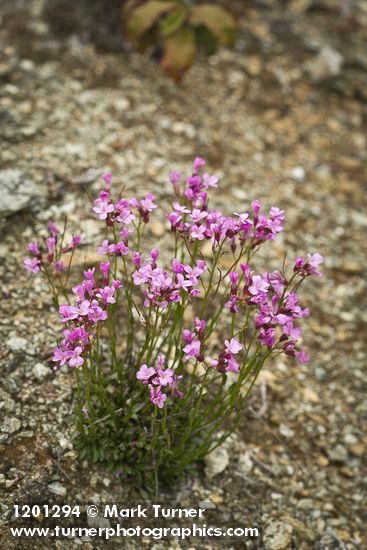 Waldo Rockcress