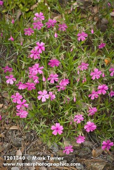 Showy Phlox