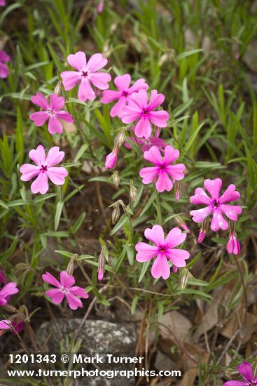 Showy Phlox