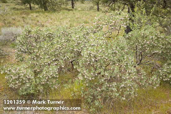 Hoary Manzanita