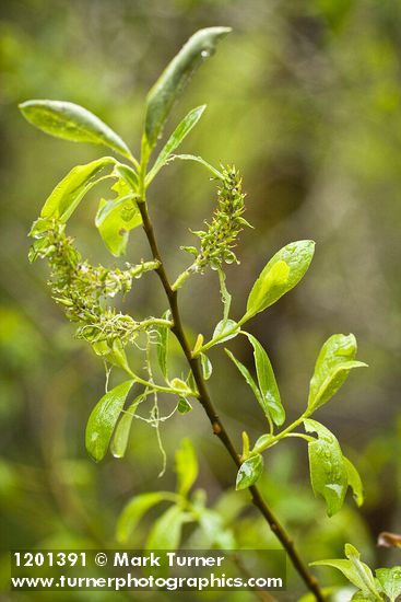 Tracy's Willow foliage & female catkins