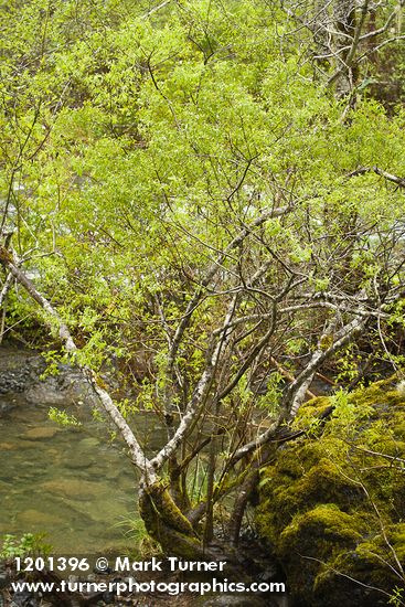 Tracy's Willow at edge of Patrick Creek