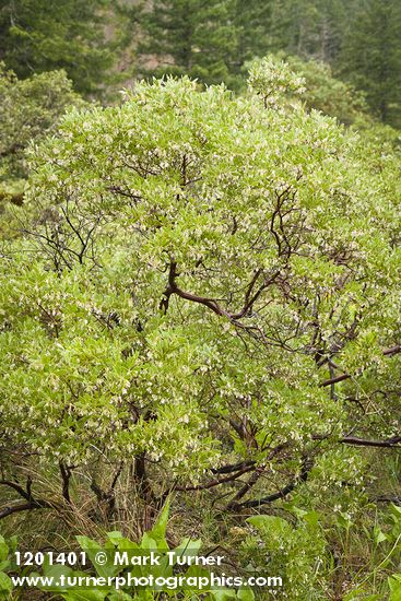 Eastwood's Manzanita