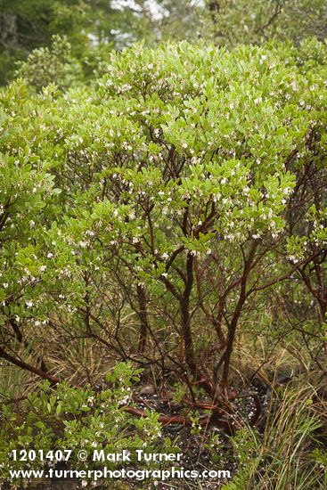 Eastwood's Manzanita