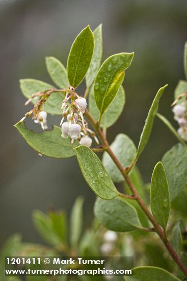 Eastwood's Manzanita blossoms & foliage