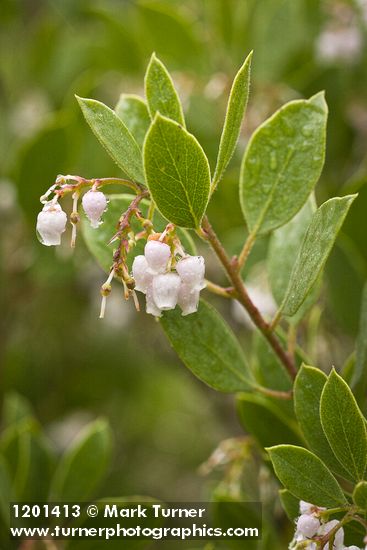 Eastwood's Manzanita blossoms & foliage