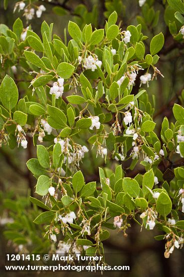 Eastwood's Manzanita blossoms & foliage