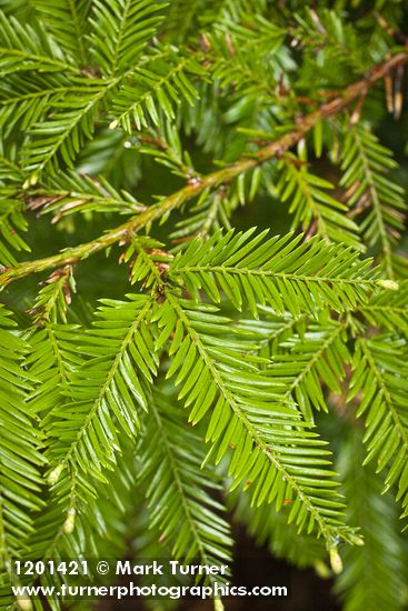 Coast Redwood foliage