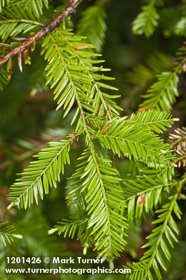 Coast Redwood foliage