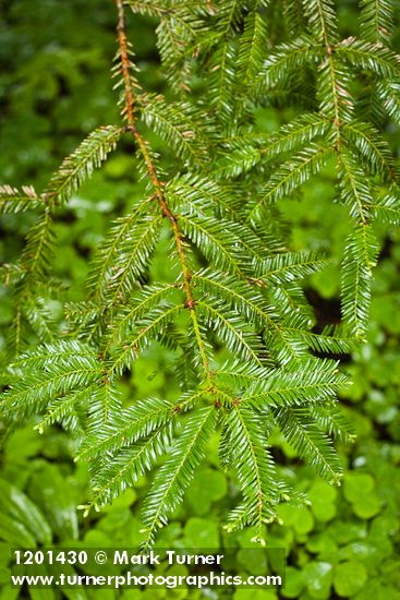 Coast Redwood foliage