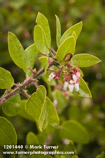 Baker's Manzanita blossoms & foliage