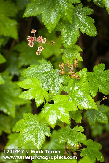 Trailing Black Currant blossoms, foliage, immature fruit