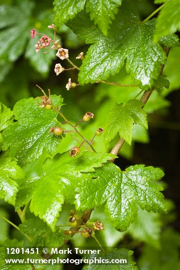 Trailing Black Currant blossoms, foliage, immature fruit