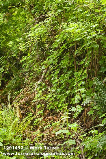 Trailing Black Currant