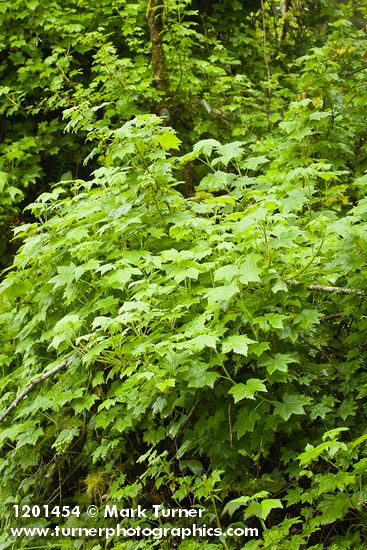 Trailing Black Currant