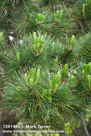Monterey Pine foliage
