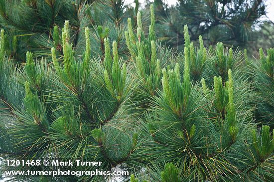 Monterey Pine foliage