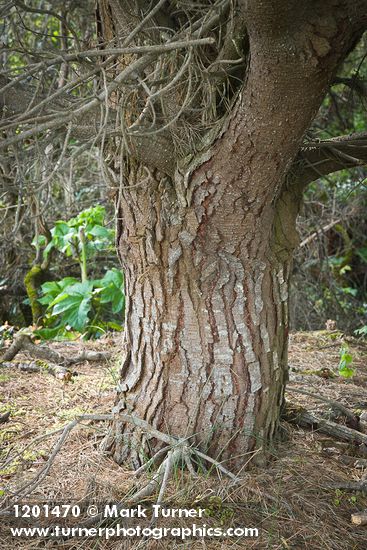 Monterey Pine trunk