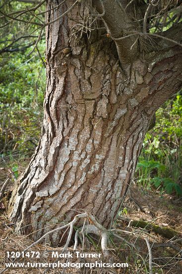 Monterey Pine trunk