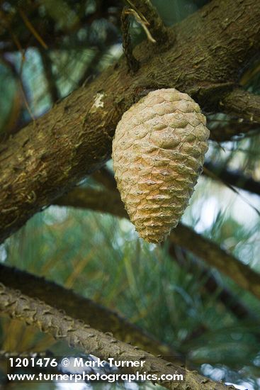 Monterey Pine cone