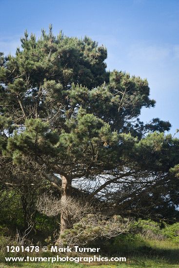 Monterey Pine