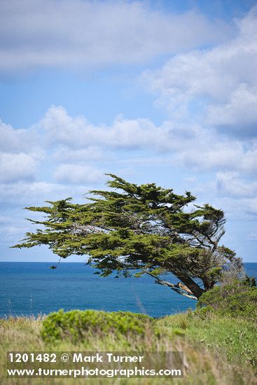 Monterey Cypress