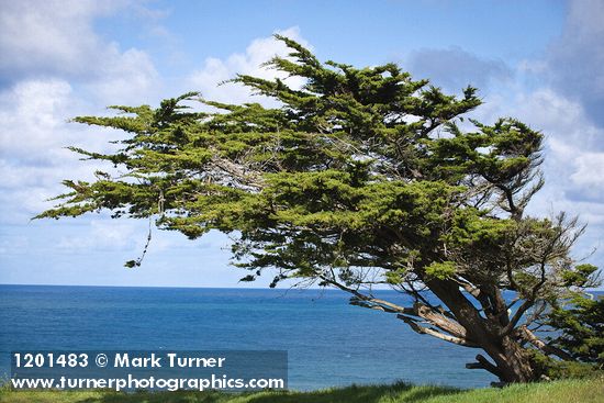 Monterey Cypress