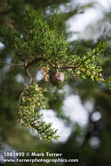 Monterey Cypress foliage & cone