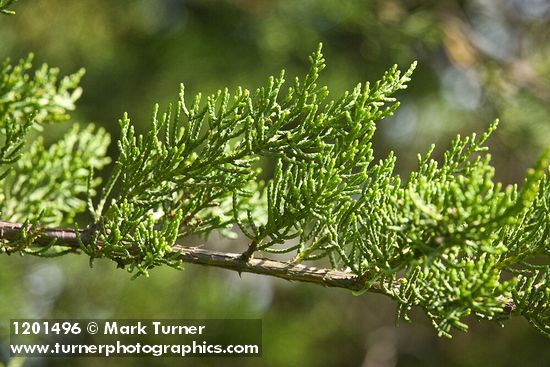 Monterey Cypress foliage