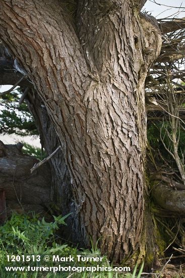 Monterey Cypress trunk