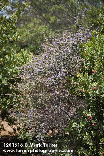 Wavyleaf Ceanothus