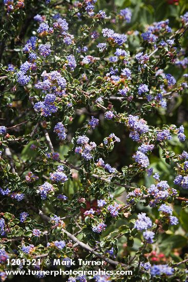 Wavyleaf Ceanothus blossoms & foliage