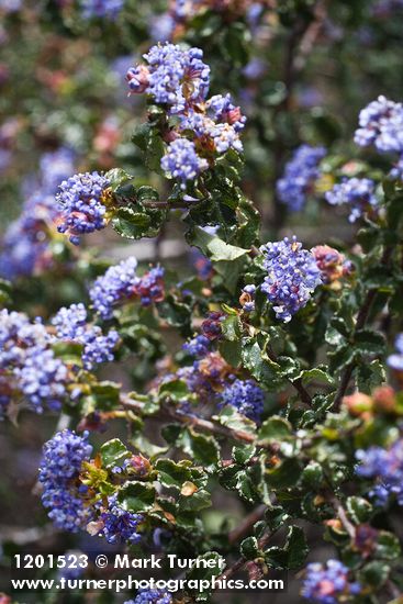 Wavyleaf Ceanothus blossoms & foliage
