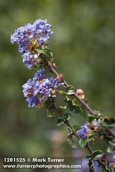 Wavyleaf Ceanothus blossoms & foliage