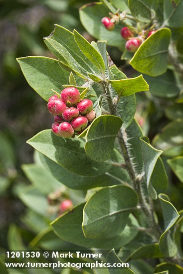 Hairy Manzanita fruit & foliage detail