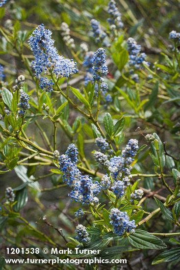 Jimbrush blossoms & foliage