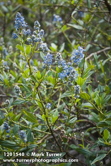Jimbrush blossoms & foliage