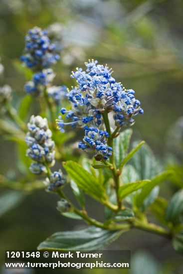 Jimbrush blossoms & foliage detail