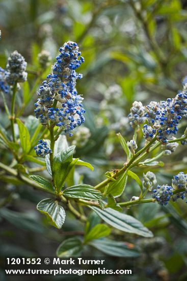 Jimbrush blossoms & foliage detail