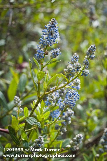 Jimbrush blossoms & foliage