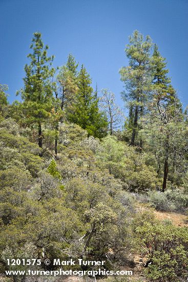Leather Oaks, serpentine habitat view w/ Jeffrey Pine, Grey Pine, Manzanita