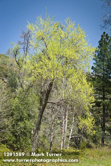 Goodding's Willow (male)